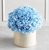 Magnificent Roses® Preserved Domani Blue Hydrangea
