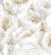 LoveShackFancy Love In Bloom Preserved Magnificent Roses®